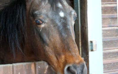 Somos Melilla solicita documentación clave sobre el cuidado de los animales de la Granja Escuela